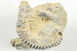 Two Cretaceous Fossil Oysters (Rastellum) - Madagascar #199205-1